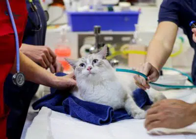 Pet ICU intensive care unit underwood cat receiving oxygen