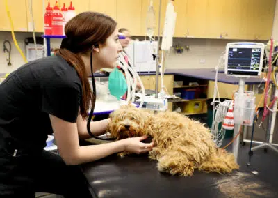 vet listening to dog with stethoscope in veterinary hospital treatment area