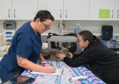 Vet hospital clinic nurses caring for cat