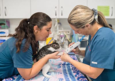 veterinary clinic hospital nurses clipping small kitten