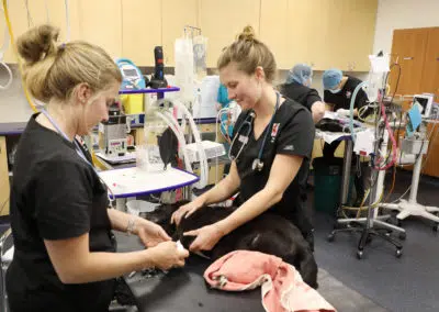 Vet hospital clinic treatment area nurses caring for dog
