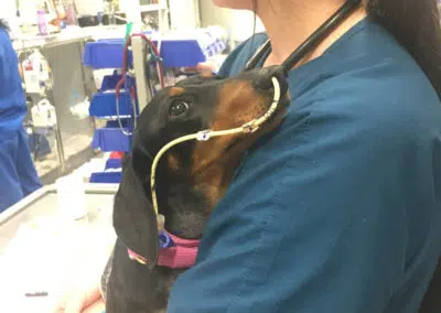 vet nurse cuddling sausage dog pet ICU