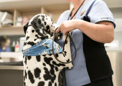 Animal Emergency Service Jindalee Dalmatian dog and nurse