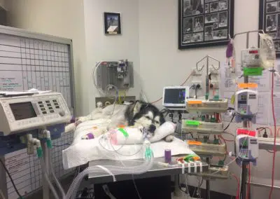 Pet ICU vet emergency intensive care dog on ventilator