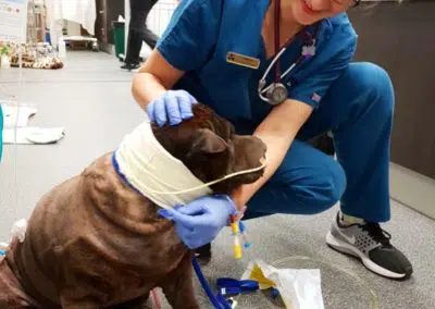 vet nurse treating dog shar pei on floor in vet clinic