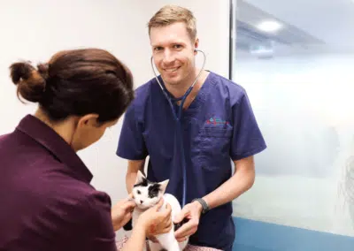 Animal Emergency Service Jindalee vet examining kitten