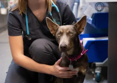 vet nurse in veterinary hospital with cute kelpie dog