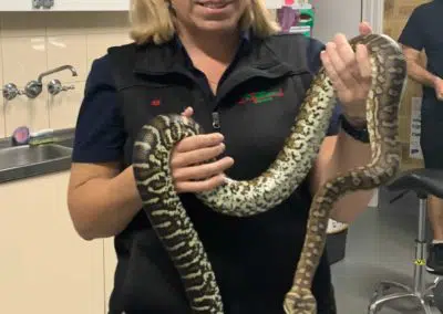 veterinary clinic vet nurse holding python snake