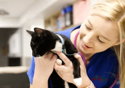 veterinary nurse smiling holding cute kitten