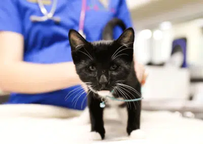 small cute kitten at veterinary clinic