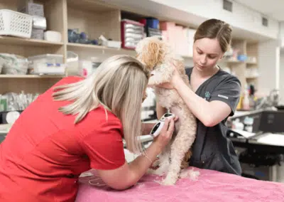 veterinary nurses shaving dog's belly