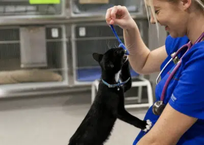 veterinary nurse playing with kitten