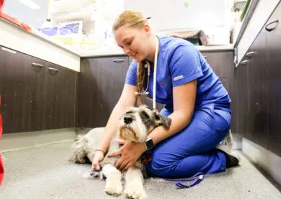 animal emergency service underwood nurse holding dog