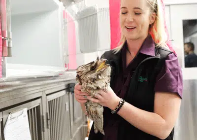 veterinary nurse holding tawny frogmouth wildlife