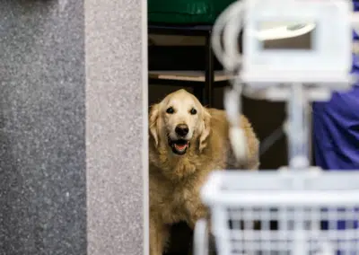 cute golden retriever in veterinary clinic