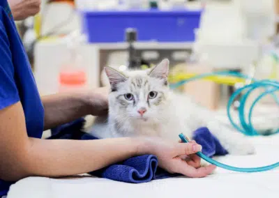 cat receiving flow by oxygen in veterinary clinic Pet ICU