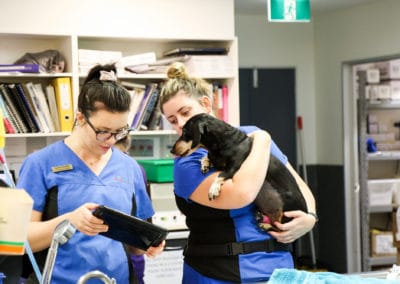 veterinary nurses talking holding sausage dog in clinic