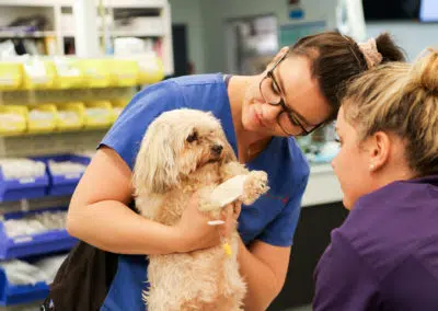 veterinary nurses holding and examining fluffy dog