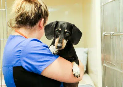 vet nurse holding sausage dog in veterinary clinic