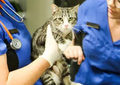veterinary nurses holding cat in vet hospital