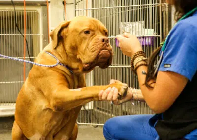 dog shaking paw with vet nurse in veterinary hospital