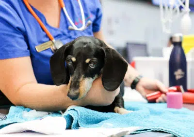 cute sausage dog looking at camera in vet clinic