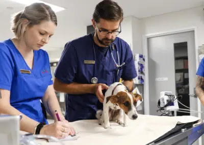 Animal Emergency Service Jindalee vet and nurse examining dog