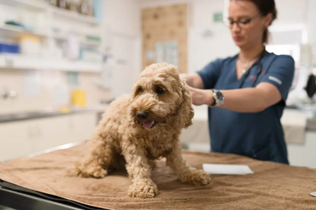 Vet clinic veterinarian holding treating spoodle dog
