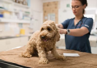 Vet clinic veterinarian holding treating spoodle dog