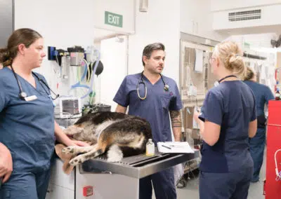 veterinary hospital vet and nurses talking while standing next to dog