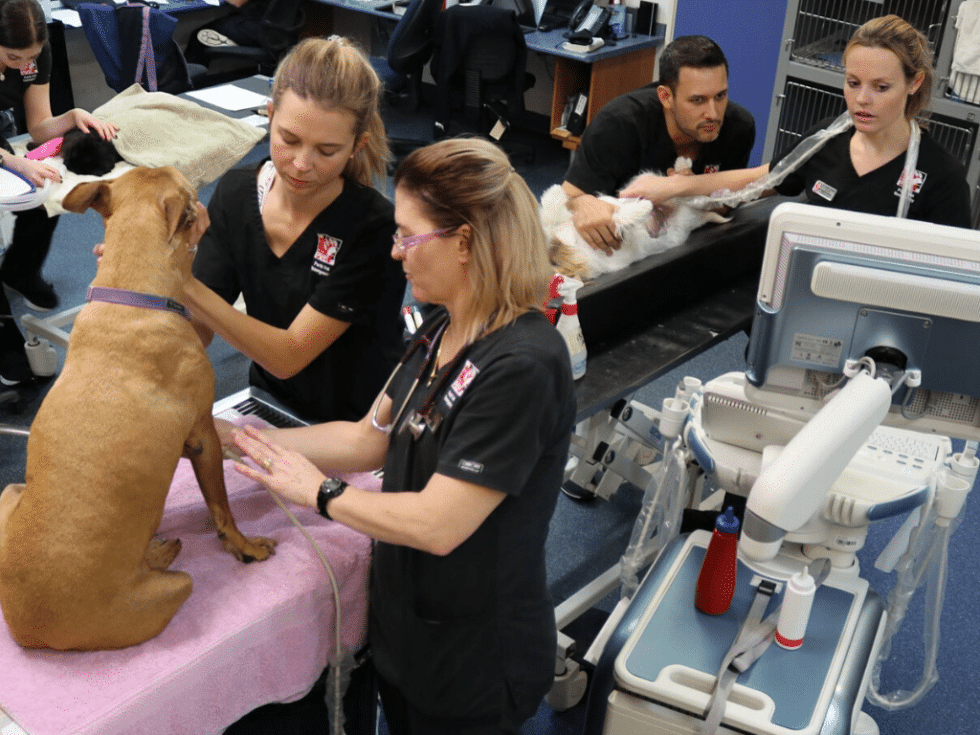 The Veterinary Shortage (And What You Can Do To Help) Animal