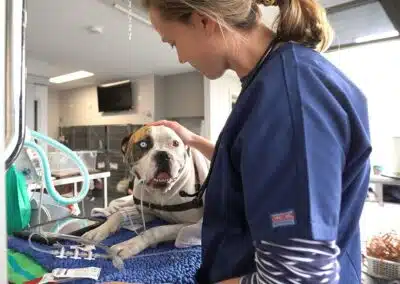 An Animal Emergency Service Hobart vet treating a dog