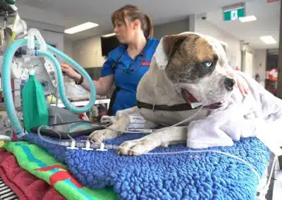 veterinary nurse with dog being treated and wearing oxygen monitor