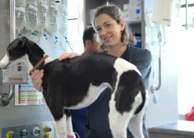 Animal Emergency Service Hobart vet with a Greyhound