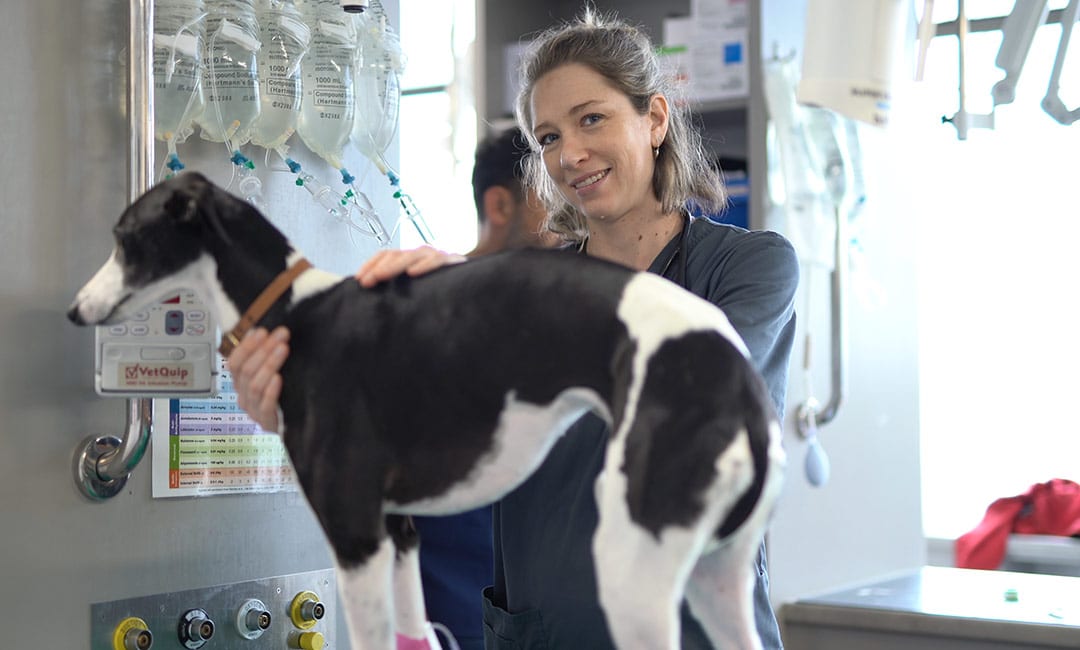 Animal Emergency Service Hobart vet with a Greyhound