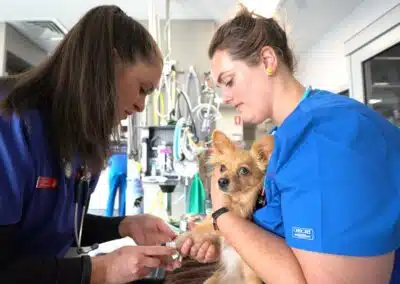 An Animal Emergency Service Hobart vet and nurse treating a dog