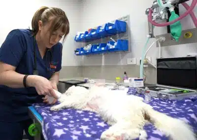 A cat receiving treatment at Animal Emergency Service Hobart