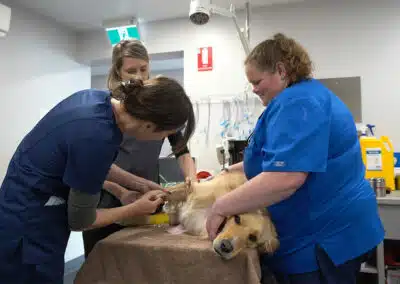 A team of Animal Emergency Service Hobart's vets and nurses treating a dog