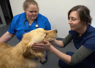 Animal Emergency Service Hobart vet and nurse comforting a dog