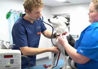Animal Emergency Service Hobart vet and nurse treating a dog
