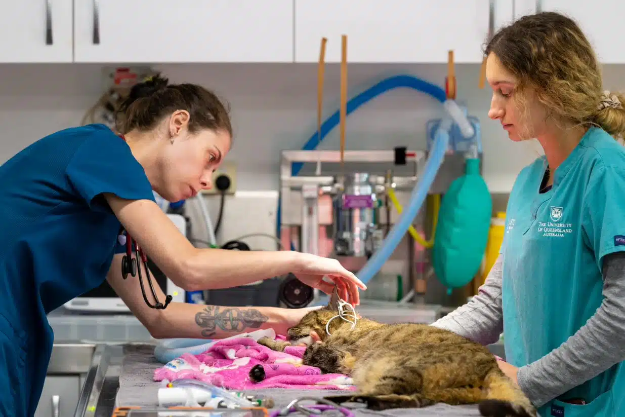 the benefits of being an emergency vet vet and student treating cat