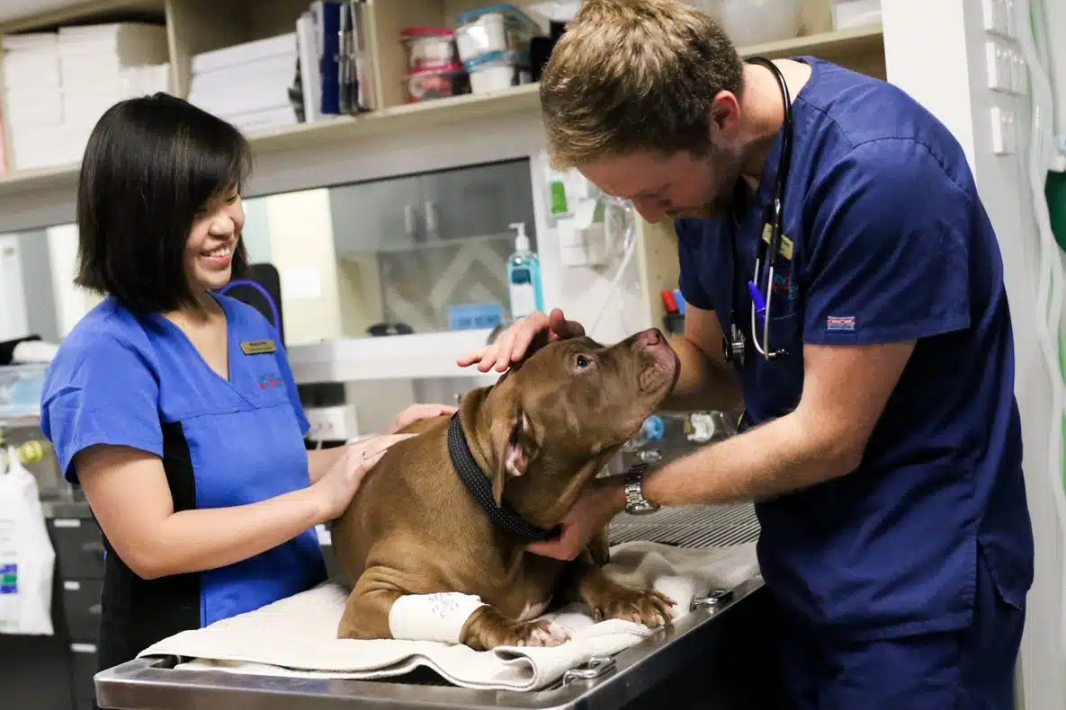 emergency vet employer vet and nurse examining dog