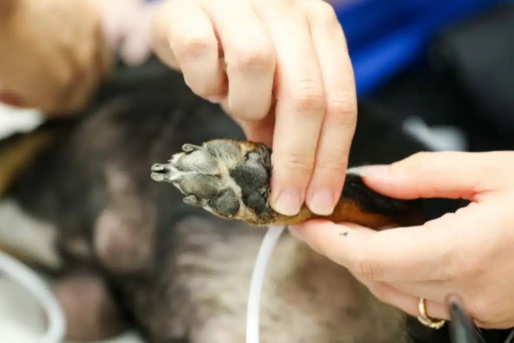 pet euthanasia checking pulse on a dog's foot