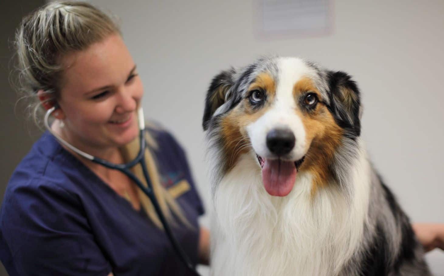 communicate effectively with clients vet examining happy dog