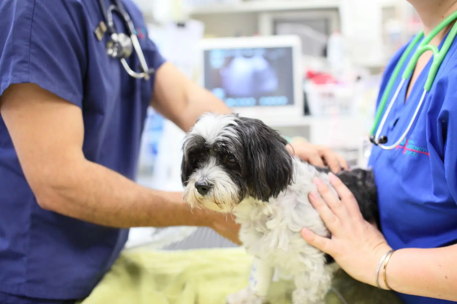 veterinary shortage vet and nurse holding dog