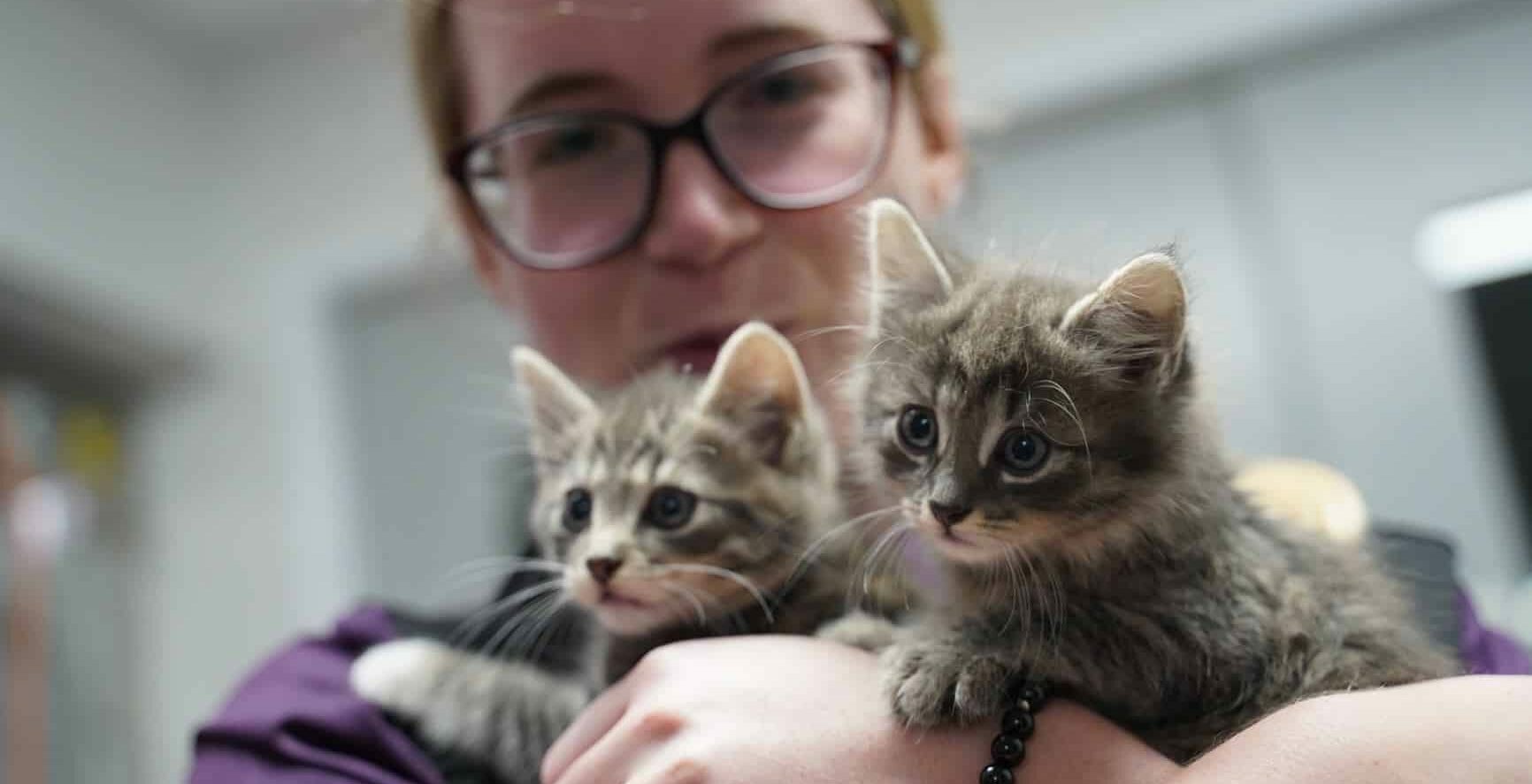 parental leave vet nurse with kittens