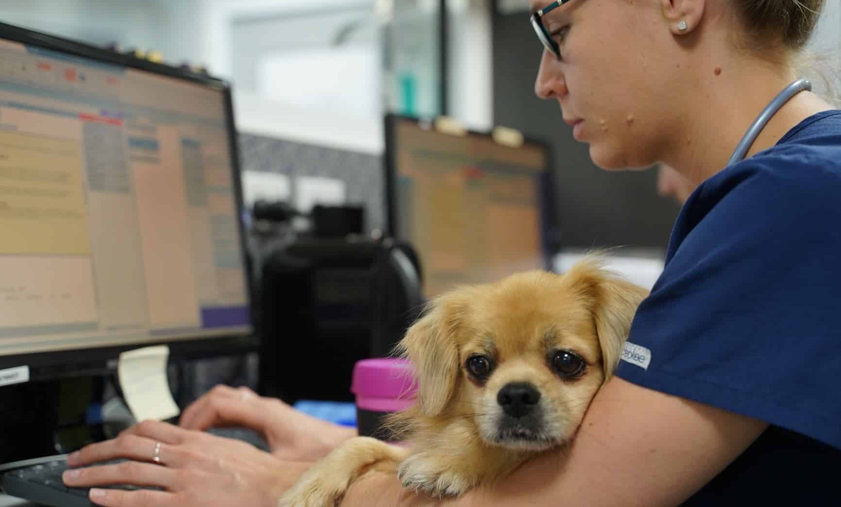 digital disruption vet sitting at computer with dog