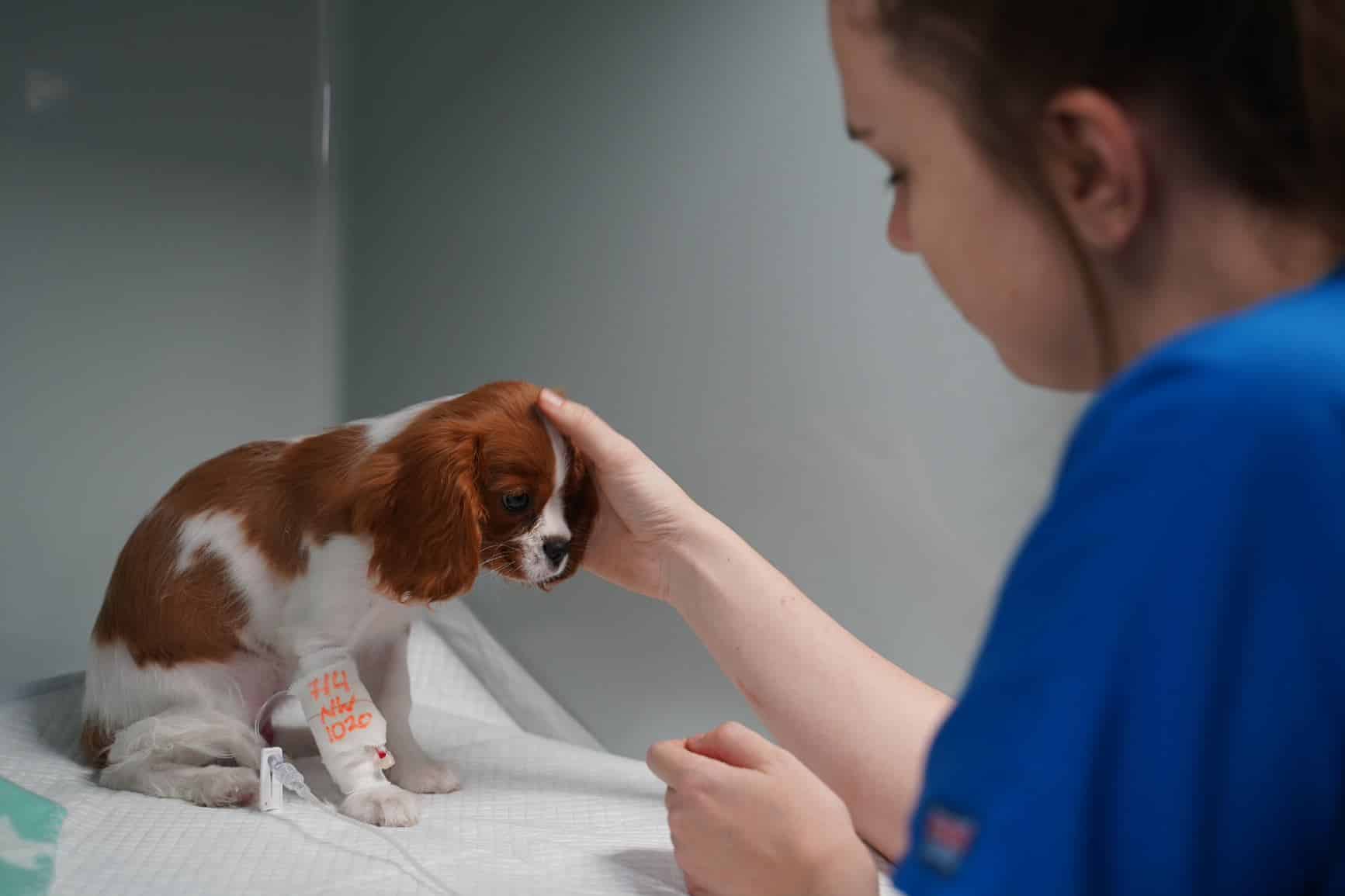 quietly quitting vet with cavalier puppy