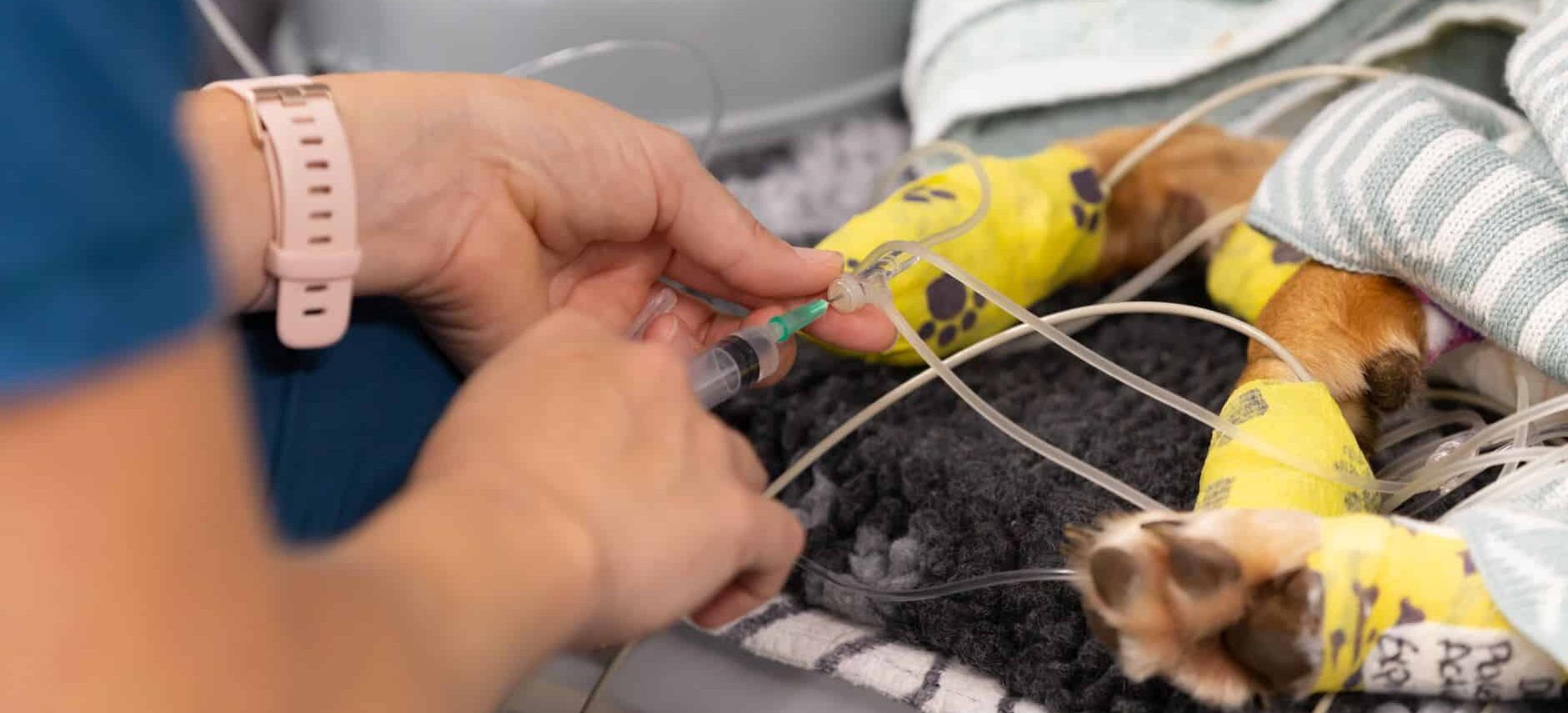 dog getting injection into iv port