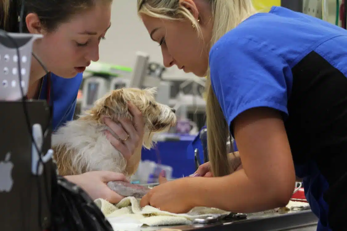 successful veterinary mentorship nurses with dog and catheter